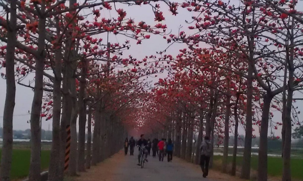 作者: 謝淑蓉 已獲原作授權刊登 南90鄉道 白河 木棉花道